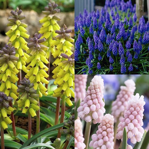 50 Count Grape Hyacinth Collection Bulbs in the Plant Bulbs department