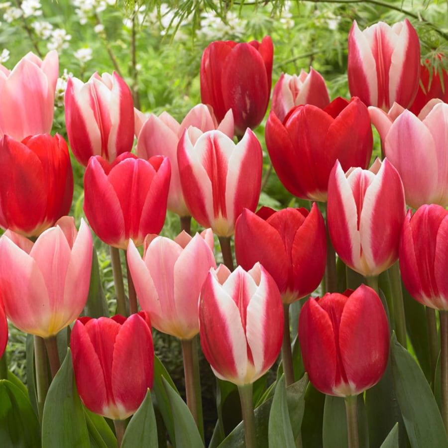 15 Count Tulips Candy Striper Blend Bulbs at