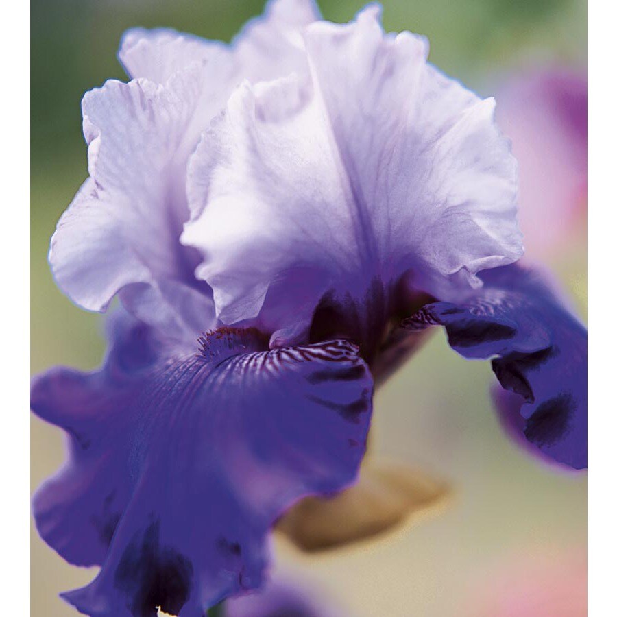 in Best Bet Bearded Iris (Lb20132) in the Perennials department at ...