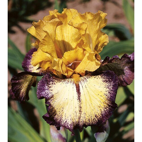 3Count Aggressively Forward Bearded Iris Bulbs (Lb21852