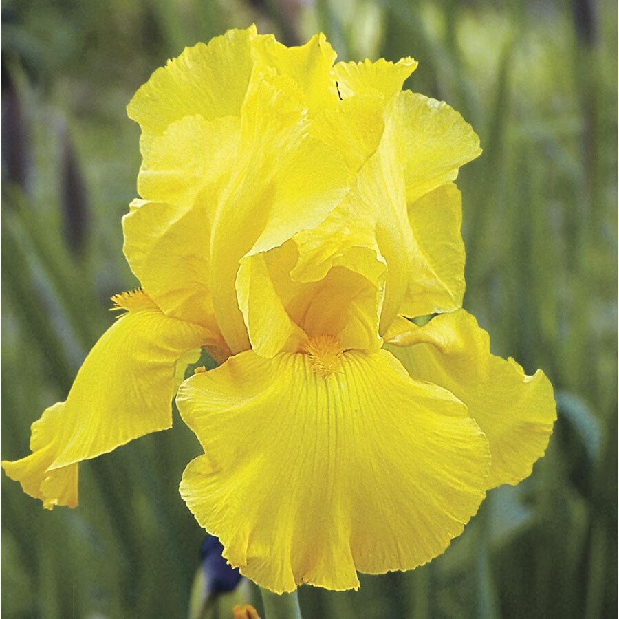 Gold Galore Bearded Iris (L15946) at