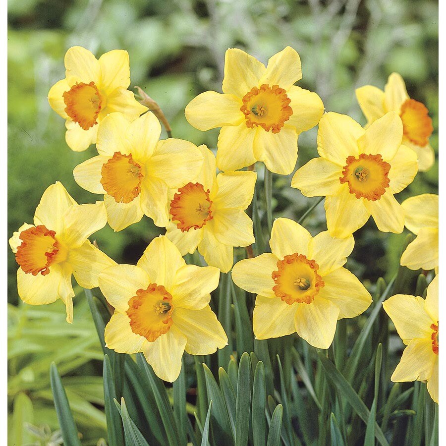 daffodil red bottoms
