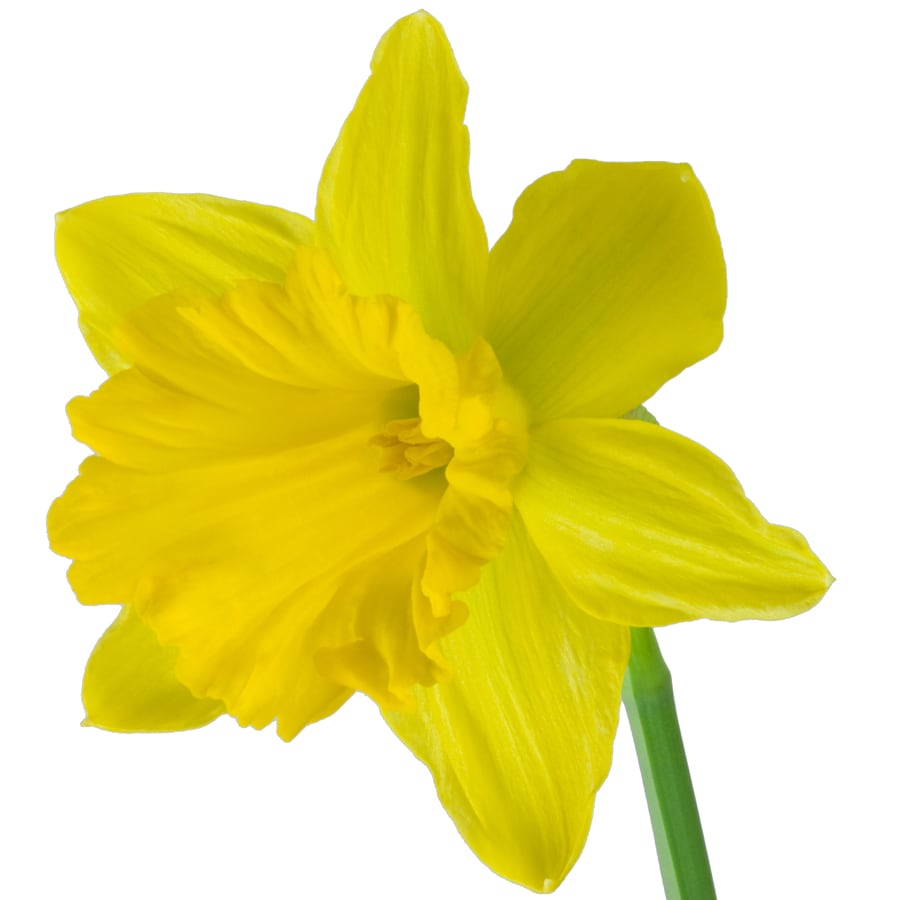 15 Count Dutch Master Daffodil Bulbs at