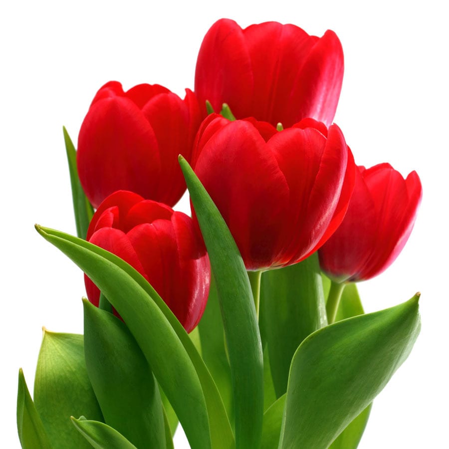 8 Count Tulip Apeldoorn Bulbs at Lowes.com