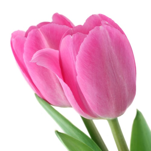 8 Count Tulip Pink Impression Bulbs in the Plant Bulbs department at ...