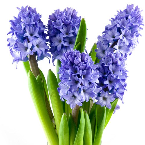 4Pack Hyacinth Minos Bulbs in the Plant Bulbs department at