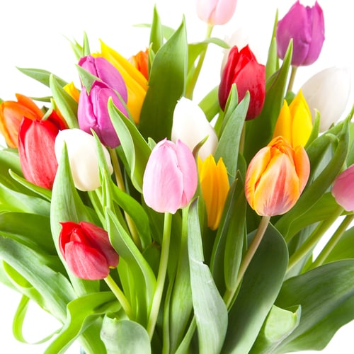 50 Count Tulips Mixed Bulbs at Lowes.com