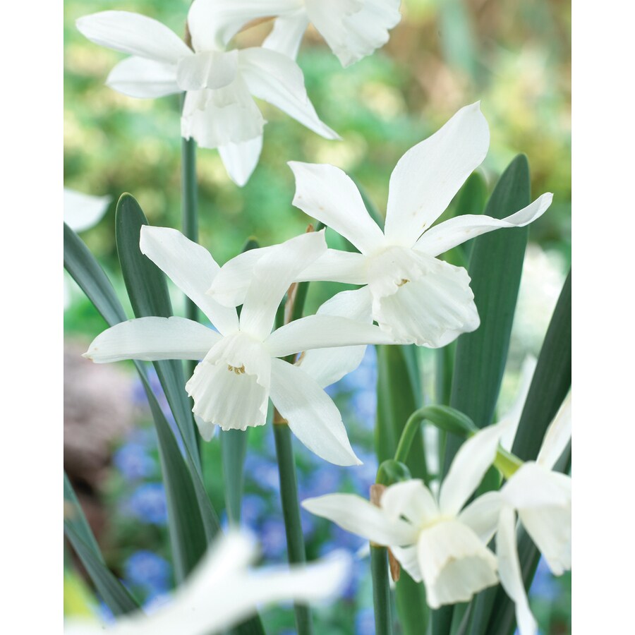 8 Count Daffodil Thalia Bulbs at