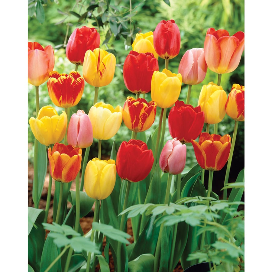 35Count Tulip Mixed Longstemmed Bulbs at