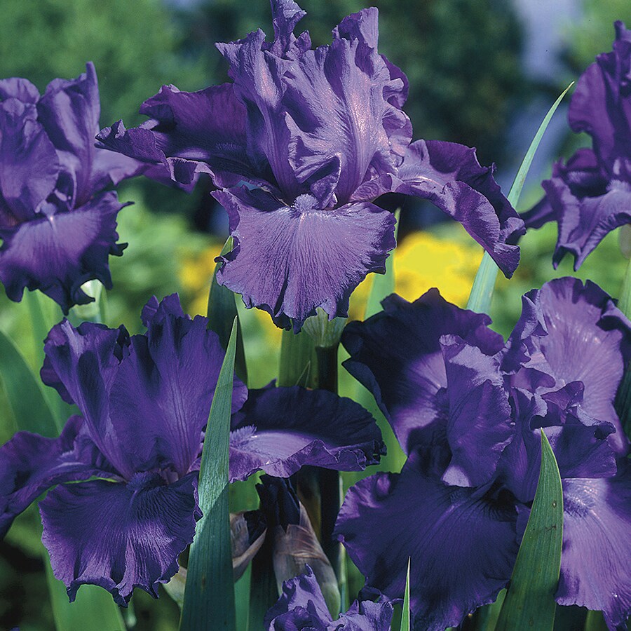 1 Count Bearded Iris Bulbs at Lowes.com