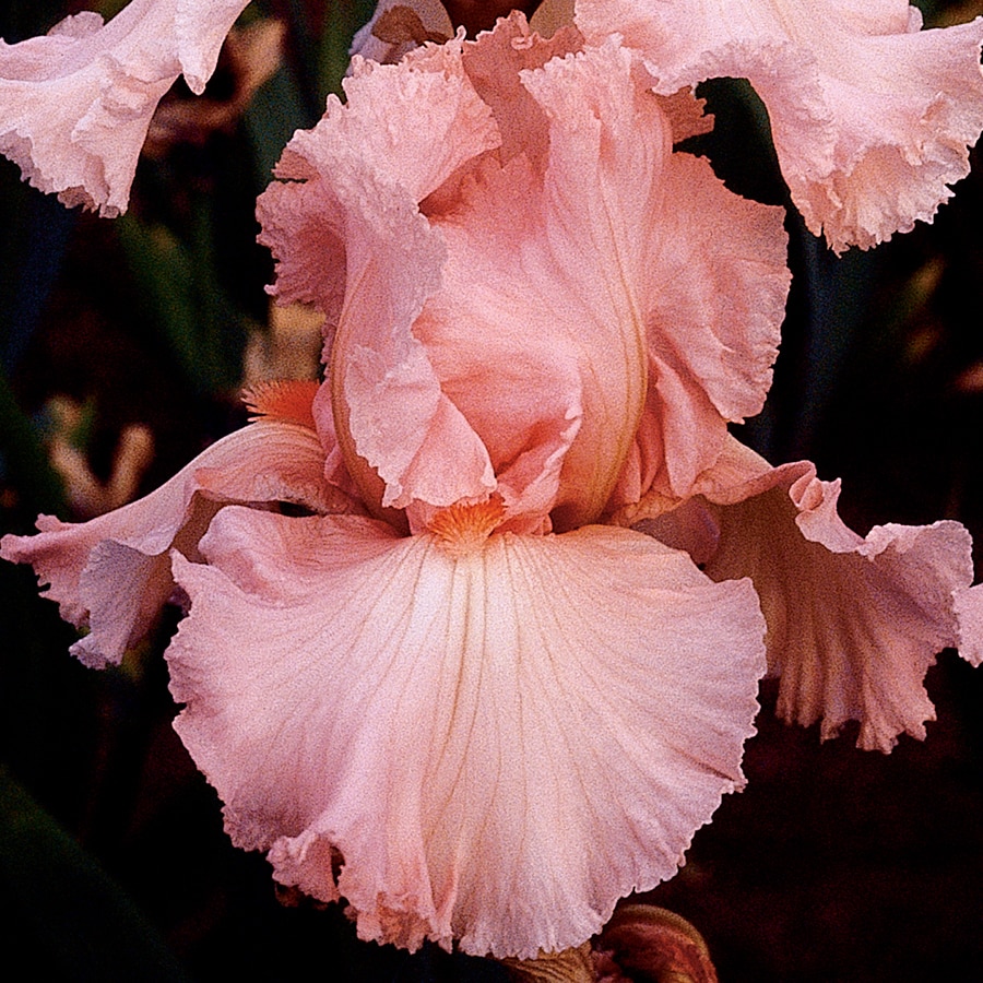 Bearded Iris Bulbs at Lowes.com
