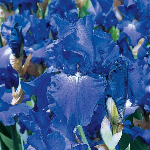 Bearded Iris Bulbs in the Plant Bulbs department at