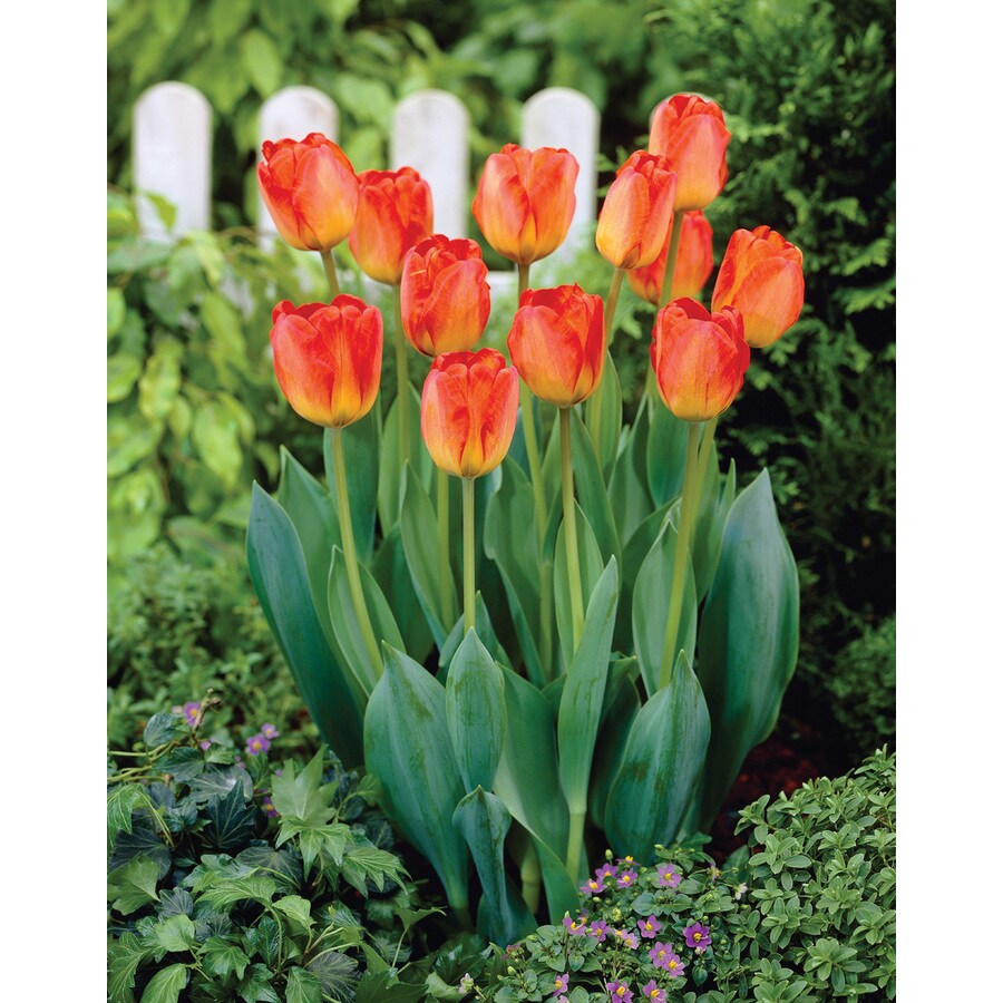 10 Count Tulip Orange Queen Bulbs at