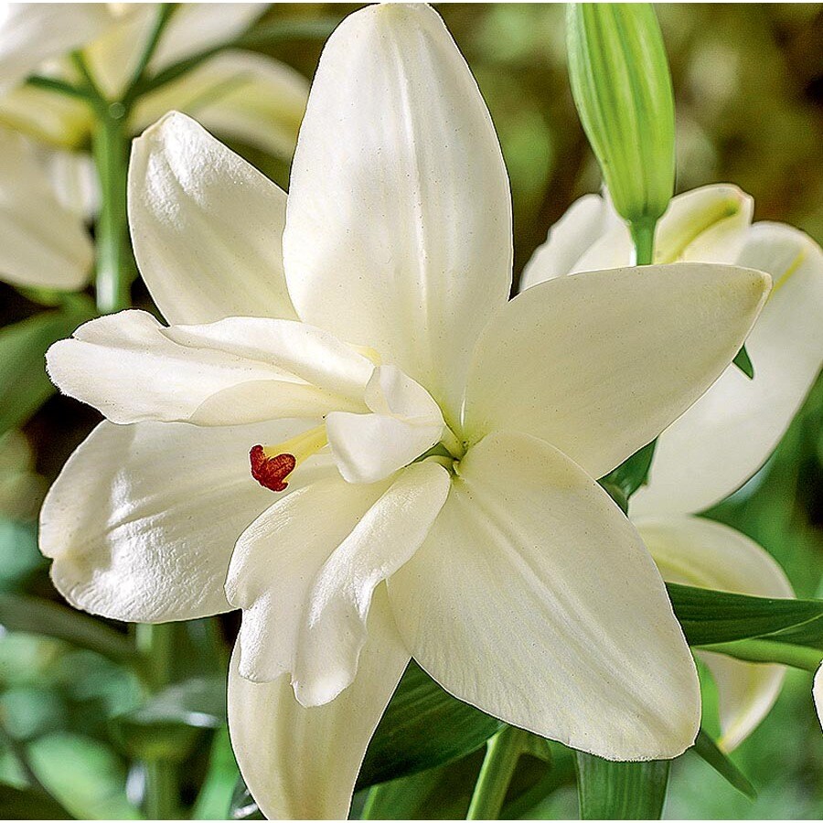 Anne Marie's Dream Lily in 6-Count at Lowes.com