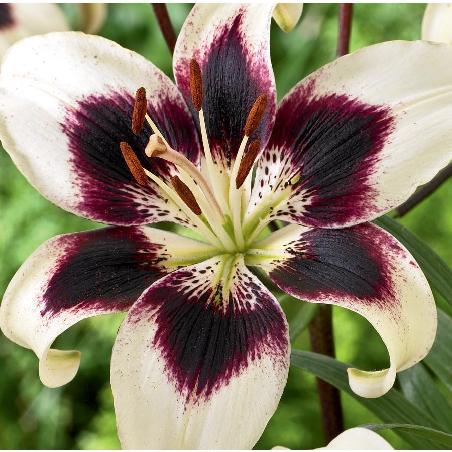 6 Count Patricia's Pride Asiatic Lily Bulbs (L22883) at Lowes.com