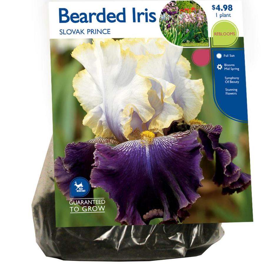 Bearded Iris Bulbs In The Plant Bulbs Department At Lowes Com