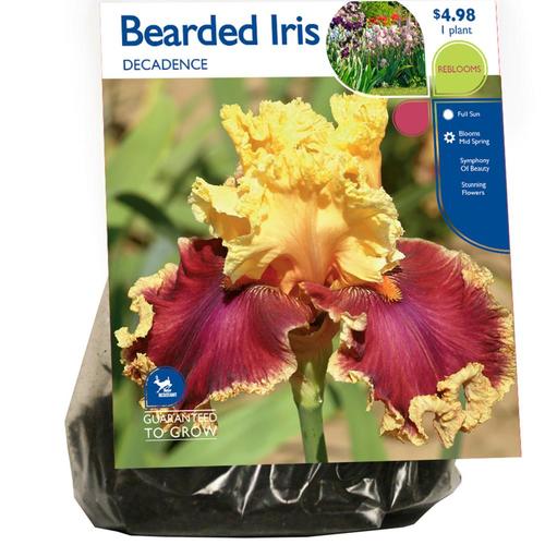 Bearded Iris Decadence Bulbs (Lb22712) in the Plant Bulbs department at