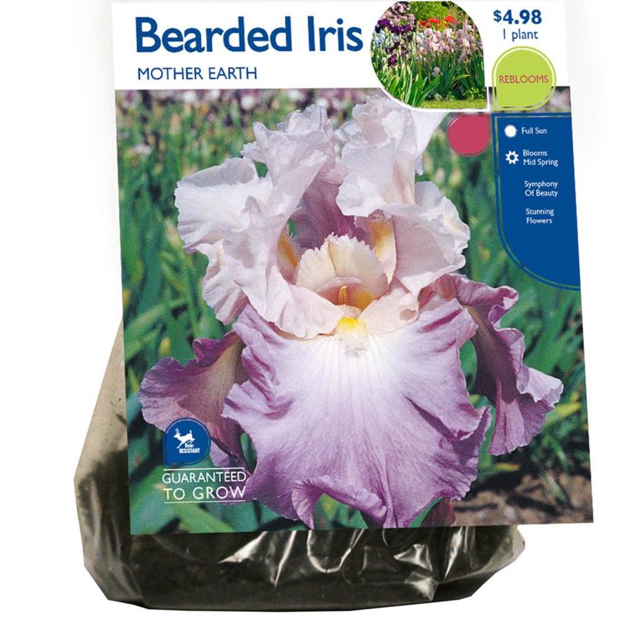1 Count Bearded Iris Mother Earth Bulbs Lb22713 At Lowes Com