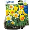 32 Count Daffodil Mixed Bulbs (LB421#) At Lowes.com