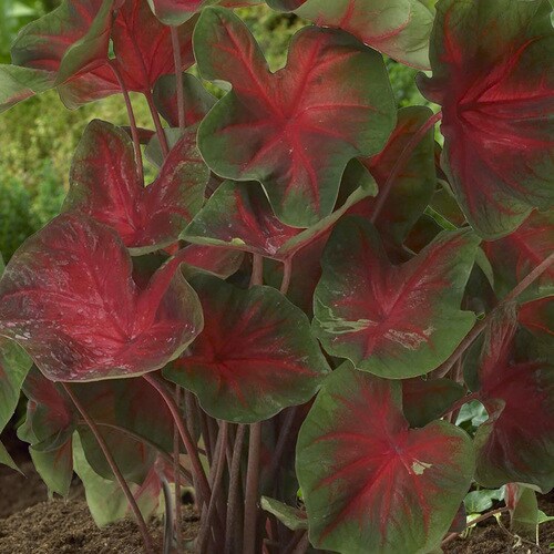 8Count Florida Cardinal Caladium Bulbs at