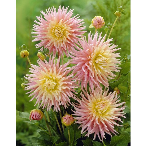 Dahlia Cactus New Dimension Bulbs at