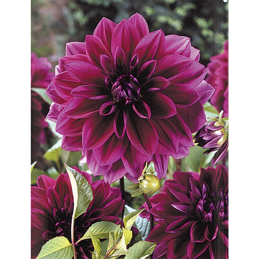 3 Count Dahlia Thomas Edison Bulbs at Lowes.com