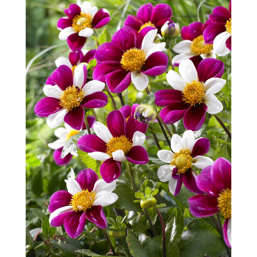 3 Count Dahlia Twynings Smartie Bulbs at