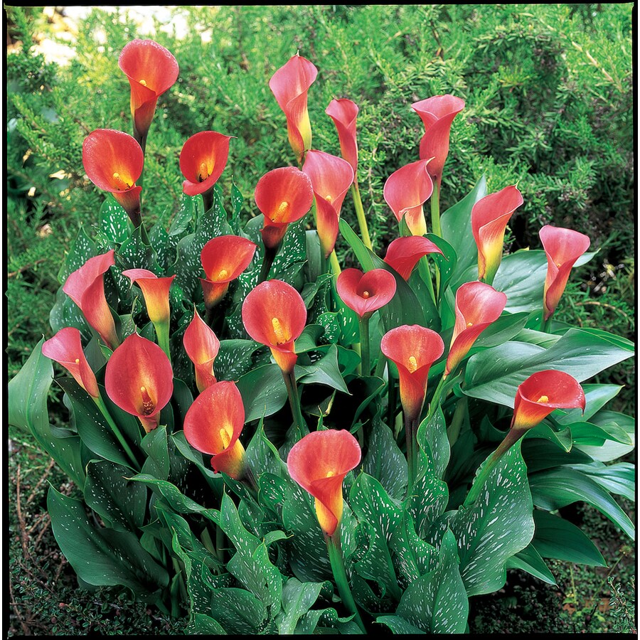 2 Count Calla Summer Sunset Bulbs at Lowes.com