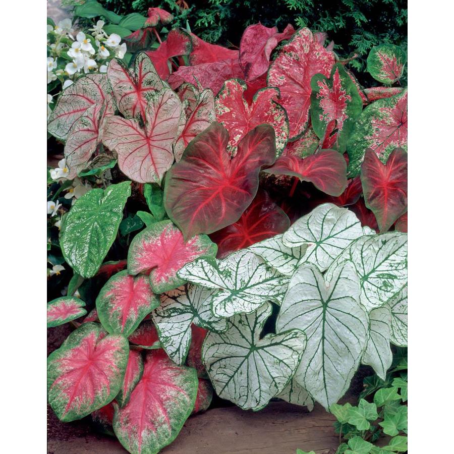 Caladium Plant Bulbs at