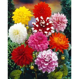 14ct Bulbs - Dahlias - Decorative Mixed - Van Zyverden