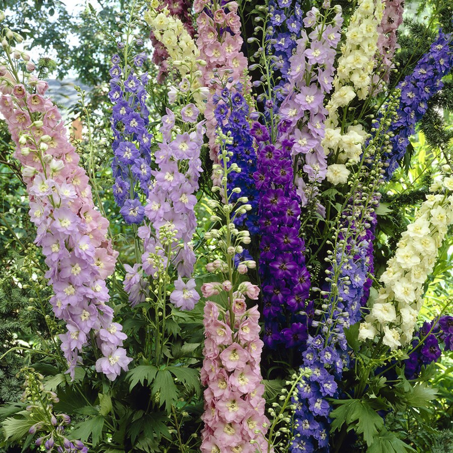 5 Count Delphinium Mixed Bulbs in the Plant Bulbs department at Lowes.com