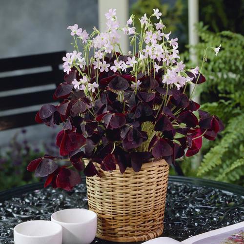 1-Pack Lucky Clover Kit Bulbs at Lowes.com