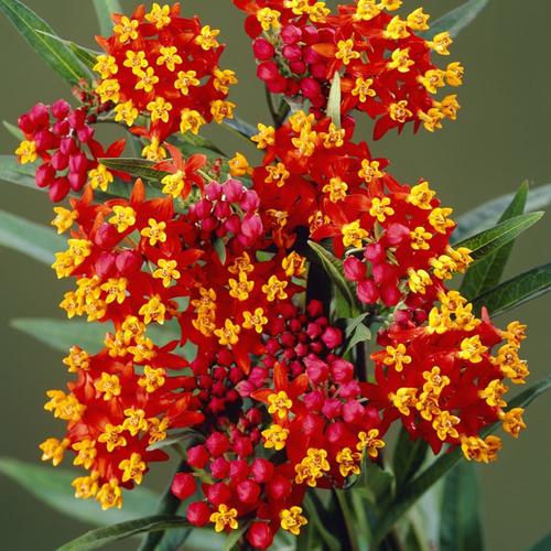 5 Count Milk Weed Bulbs in the Plant Bulbs department at