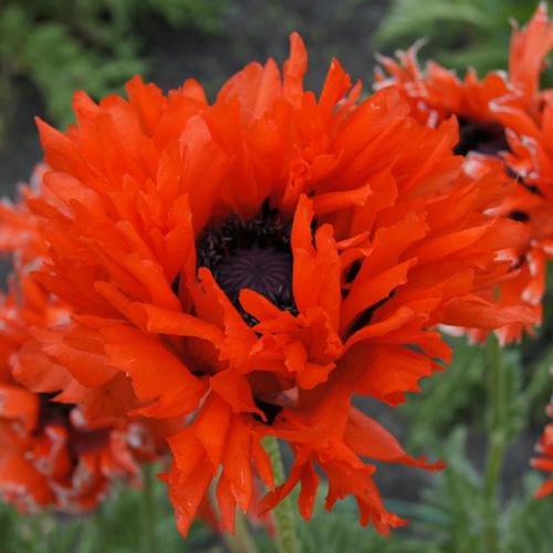 Van Zyverden 3 Count Poppies Bulbs at