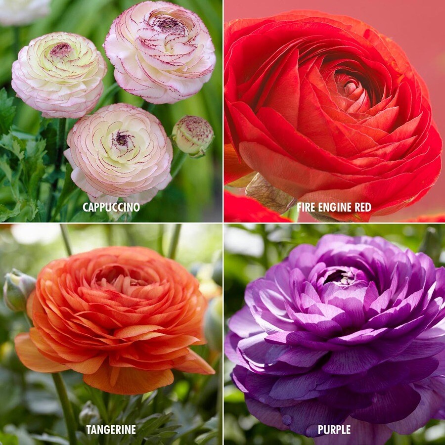 48 Count Ranunculus ButterCup Bulbs in the Plant Bulbs department at