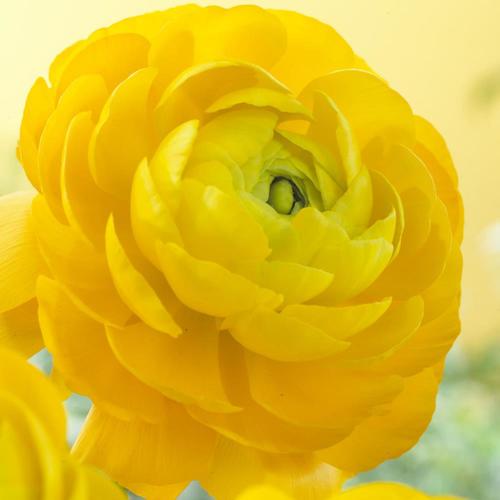 25 Count Ranunculus Bulbs at