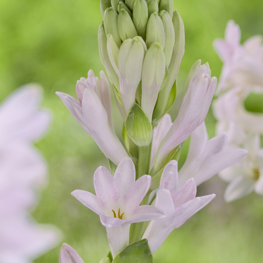3 Count Tuberose Bulbs at