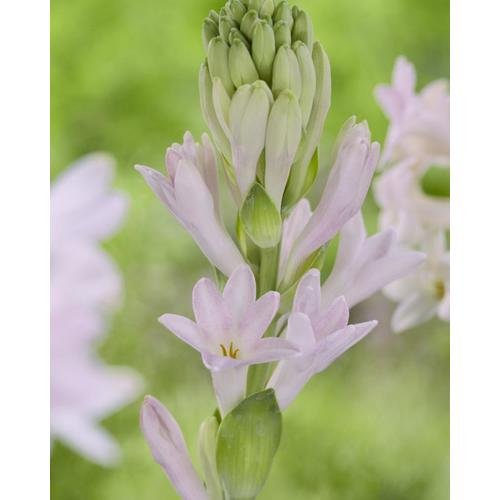 3 Count Tuberose Bulbs at