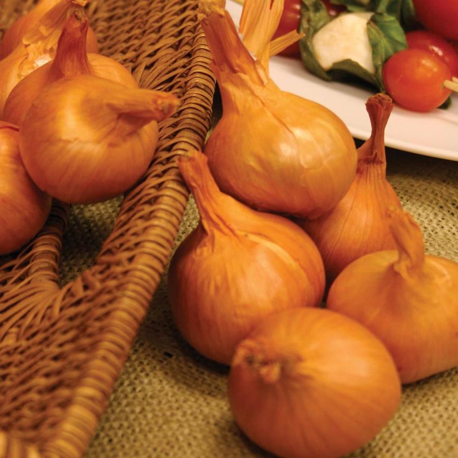 Van Zyverden 12 Count Shallot Bulbs at