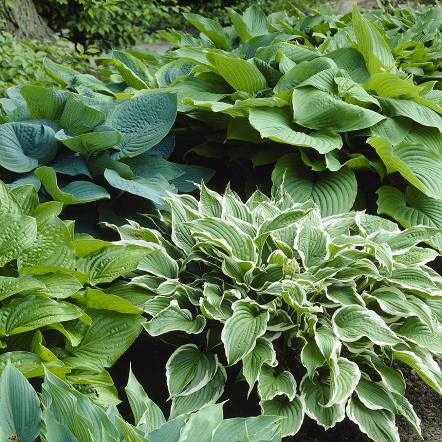 Van Zyverden 6-Count Hosta Bulbs in the Plant Bulbs department at Lowes.com