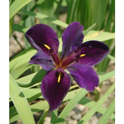 Van Zyverden 2 Count Louisiana Iris Bulbs at