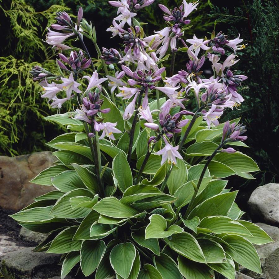 Van Zyverden 5 Count Hosta Bulbs at Lowes.com