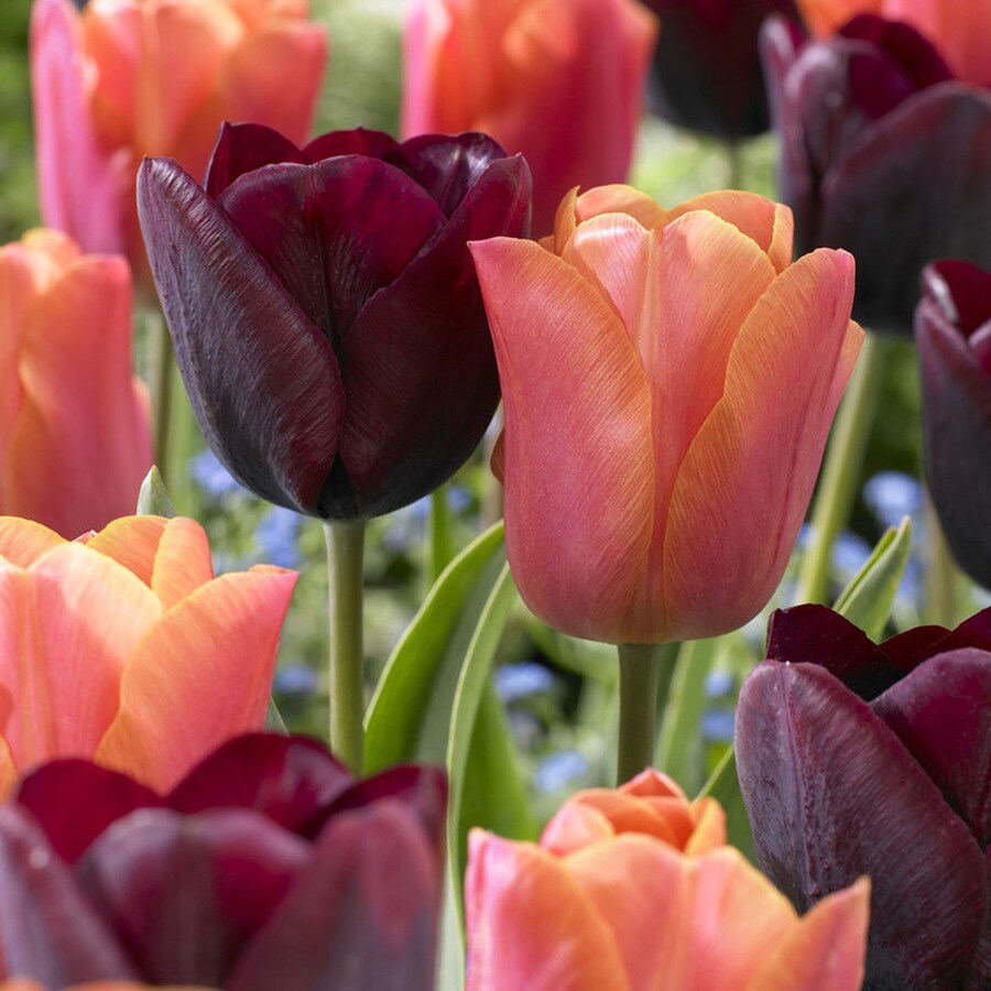 15-Count Tulip Bulbs