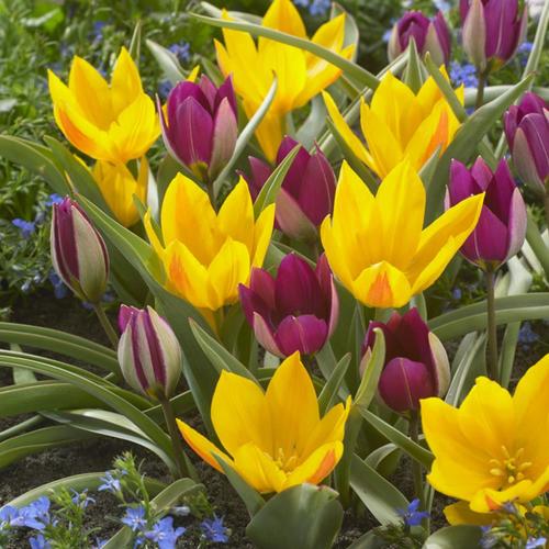 15-Count Tulip Bulbs at Lowes.com