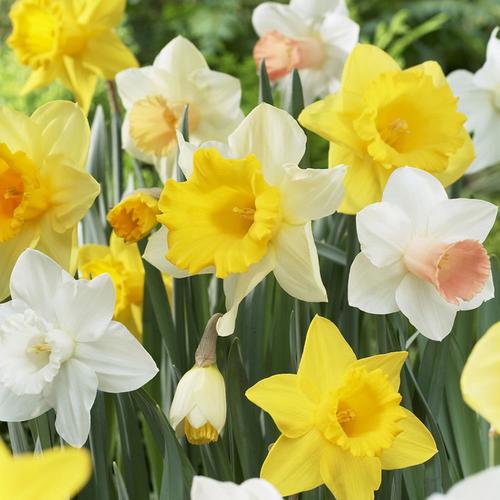 25-Count Daffodils Naturalizing Dream Mixture Bulbs in the Plant Bulbs ...