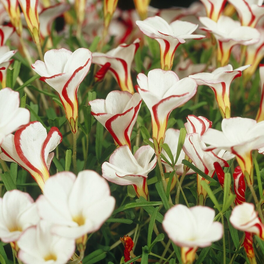 5 Count Oxalis Versicolor Bulbs at Lowes.com
