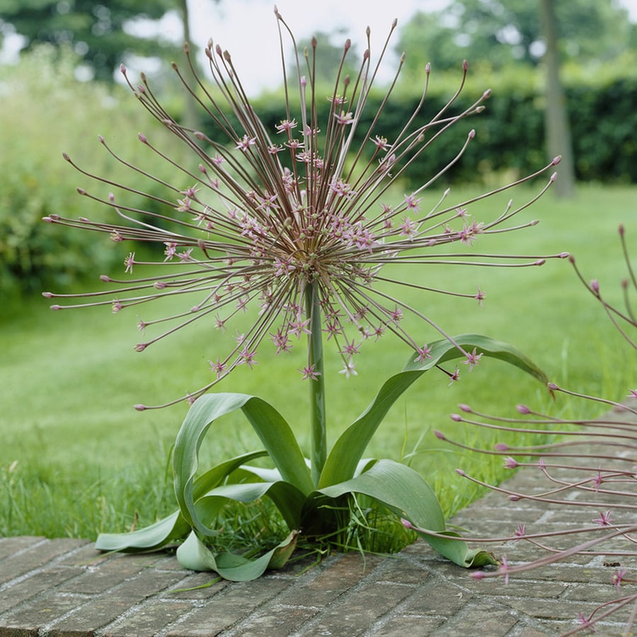 3-Count Allium Bulbs