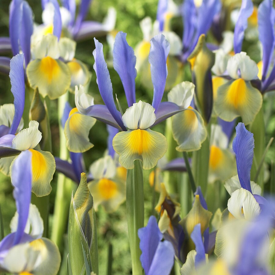 25 Count Dutch Iris Miss Saigon Bulbs at Lowes.com