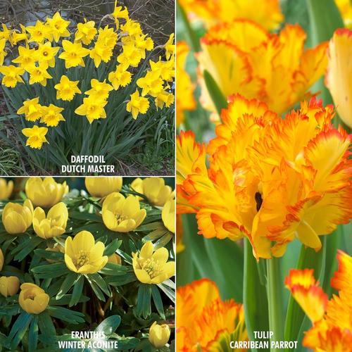 73Count Color Your Garden Yellow Collection Bulbs in the Plant Bulbs