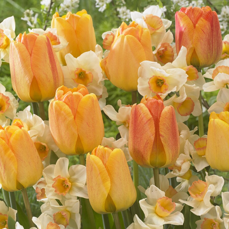 25Count Narcissus/Tulips Bulbs at